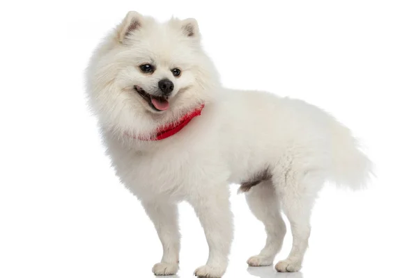 Seitenansicht Eines Schönen Pommerschen Hundes Mit Rotem Kopftuch Und Ausgestreckter — Stockfoto