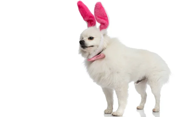 Seitenansicht Eines Entzückenden Pommerschen Hundes Mit Rosa Hasenohren Und Fliege — Stockfoto