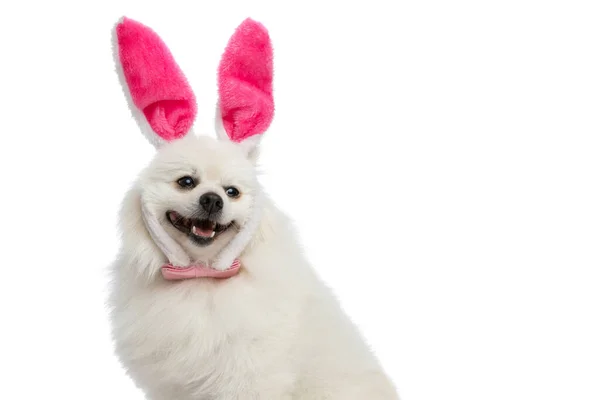 Adorable Pomeranian Dog Wearing Pink Bunny Ears Bowtie White Studio — Stock Photo, Image