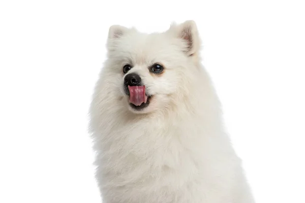 Pequeño Perro Pomeraniano Lamiéndose Nariz Sintiendo Sed Contra Fondo Blanco —  Fotos de Stock