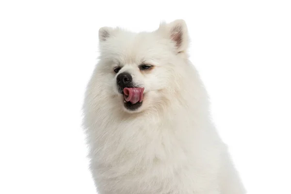 Doce Pomeranian Cão Lambendo Sua Boca Sentindo Ansioso Para Comer — Fotografia de Stock