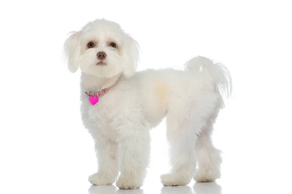 Vista Lateral Del Precioso Perrito Bichon Con Cuello Rosa Pie —  Fotos de Stock