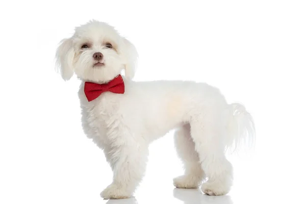 Vista Lateral Filhote Cachorro Bichon Elegante Bonito Com Bowtie Vermelho — Fotografia de Stock