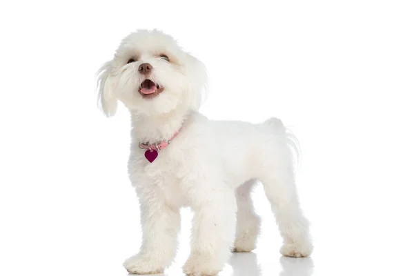 Lovely Little Bichon Dog Wearing Collar Sticking Out Tongue Looking — Stock Photo, Image