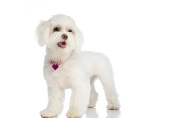 快乐的小比雄小狗 戴着粉红的领子 伸出舌头 抬起头 孤零零地站在工作室的白色背景上 — 图库照片