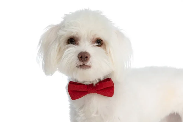 Adorable Perrito Bichon Vistiendo Pajarita Roja Alrededor Del Cuello Pie —  Fotos de Stock