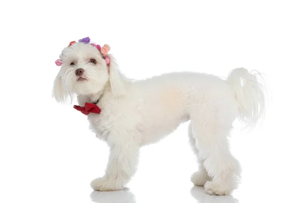 Cute Bichon Puppy Wearing Flowers Headband Red Bowtie Looking Standing — Stock Photo, Image