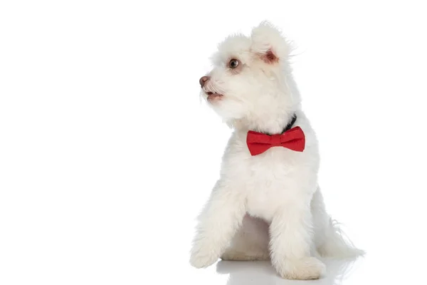 Söt Liten Bichon Hund Bär Röd Fluga Och Tittar Sidan — Stockfoto