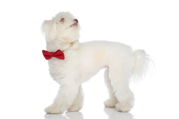 赤の蝶ネクタイを着た好奇心旺盛なエレガントなビションの子犬は スタジオで白い背景を歩いて検索します — ストック写真