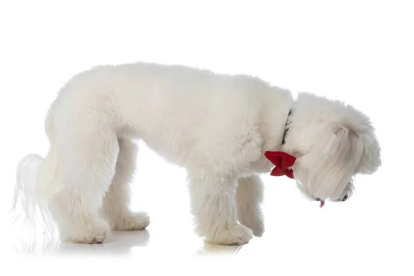 Sidovy Nyfiken Liten Bichon Hund Med Fluga Tittar Ner Och — Stockfoto