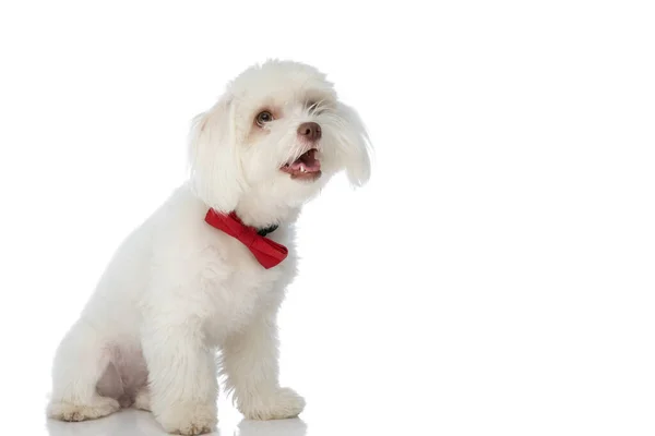 幸せな小さなブライション犬は赤い蝶ネクタイを着て舌をパンピングして突き出しスタジオで白い背景に孤立して座って — ストック写真
