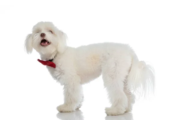 Glad Liten Bichon Hund Bär Röd Fluga Flämtande Och Sticker — Stockfoto