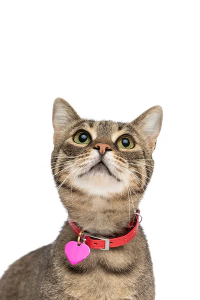 Cute Metis Cat Looking Her Wearing Leash Pendant White Background — Stock Photo, Image