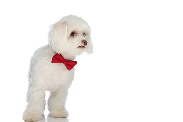 可愛いですビション子犬は赤い蝶ネクタイを着て横を向いてスタジオで白い背景に立って — ストック写真