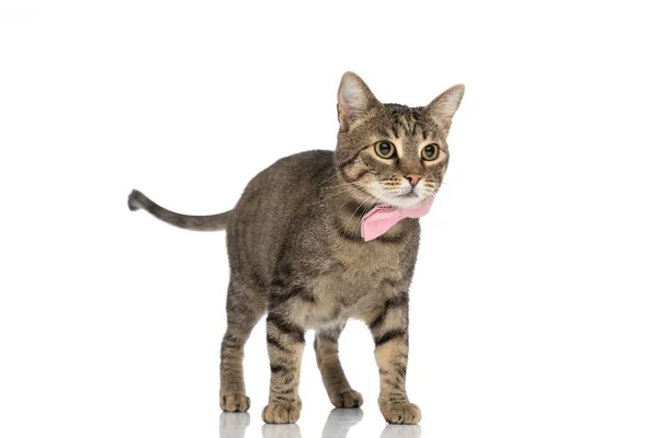 Entzückende Metis Katze Geht Auf Ihrem Weg Und Trägt Eine — Stockfoto