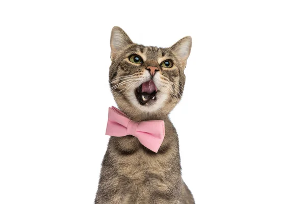 Niedliche Metis Katze Leckt Ihren Mund Und Trägt Eine Rosa — Stockfoto