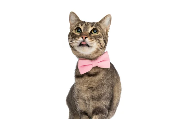 Süße Metis Katze Streckt Ihre Zunge Die Kamera Und Spottet — Stockfoto