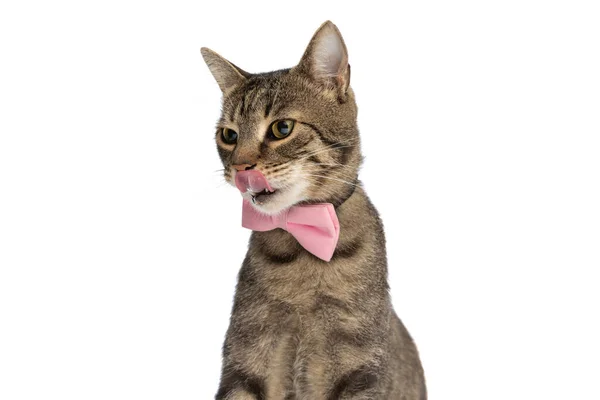 Sitzende Süße Metis Katze Schaut Weg Leckt Ihren Mund Und — Stockfoto