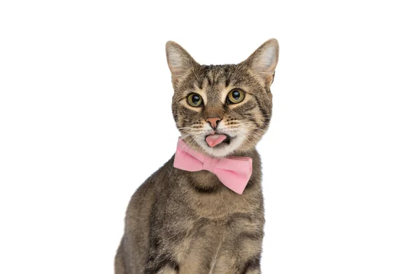 Мила Кішка Метиси Стирчить Язиком Камеру Одягнена Рожеву Краватку Сидить — стокове фото