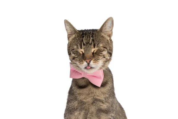 Sitzende Metis Katze Streckt Ihre Zunge Mit Geschlossenen Augen Vor — Stockfoto