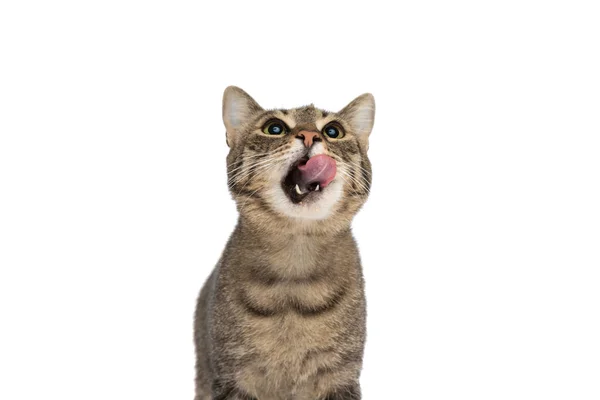 Pequeno Metis Gato Sentindo Fome Lambendo Sua Boca Olhando Para — Fotografia de Stock