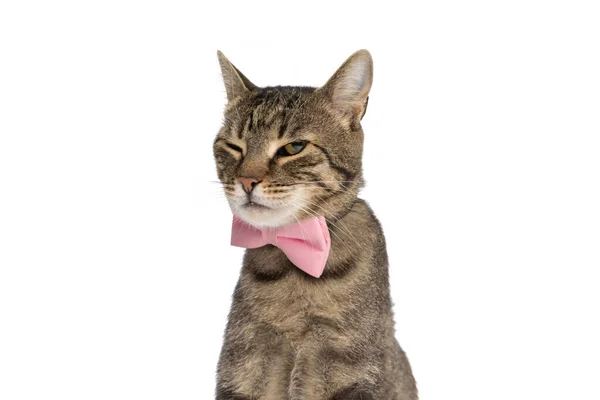 Cute Metis Cat Feeling Grumpy Wearing Pink Bowtie Sitting White — Stock Photo, Image