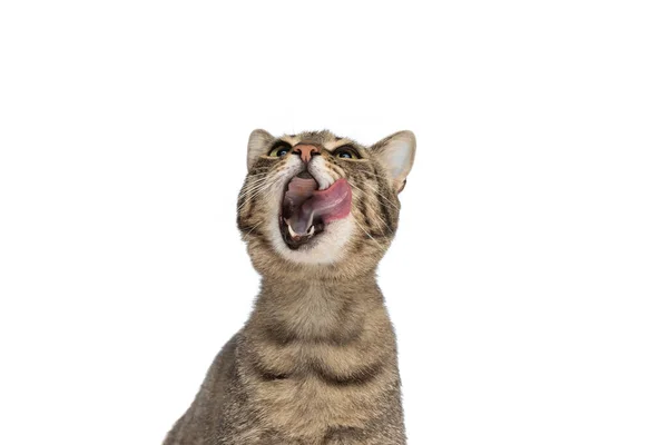 Красива Кішка Метис Дивлячись Вгору Відчуває Себе Шоковано Лизати Рот — стокове фото