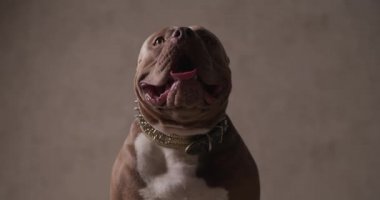 tapılası Amerikan zorba köpeği dilini çıkardı sonra durdu, tekrar yaptı ve tasma taktı.