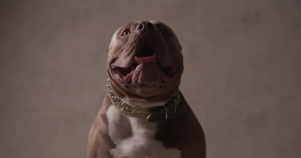 Adorabile Americano Bullo Cane Attaccare Fuori Lingua Poi Pausa Farlo — Video Stock