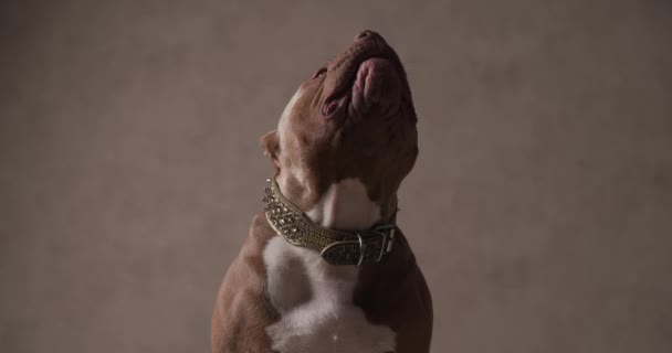 Bonito Americano Bully Cão Lambendo Seu Nariz Olhando Para Cima — Vídeo de Stock