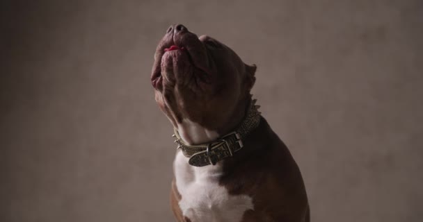 茶色のアメリカのいじめっ子犬が横を見て口を舐めて紐をつけて座り — ストック動画