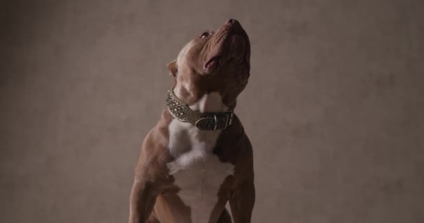 Amerika Anjing Pengganggu Menjilati Mulutnya Dan Melihat Atas Duduk Dan — Stok Video