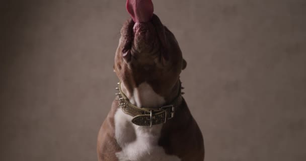 Brun Amerikansk Mobbare Hund Slickar Sin Mun Med Huvudet Lutande — Stockvideo