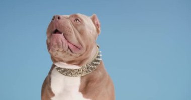 meraklı kahverengi zorba köpek yavrusu yukarı bakıyor, dili dışarı çıkıyor ve nefes alıyor, yaka takıyor ve stüdyoda mavi arka planda otururken yan tarafa bakıyor.