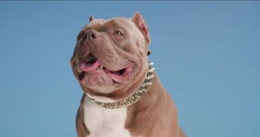 Tembel, sevimli buldog köpek tasması takıyor, nefes nefese, dilini dışarı çıkarıyor ve stüdyoda mavi arka planda otururken yukarı bakıyor.