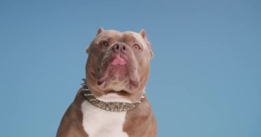 meraklı kahverengi kabadayı köpek yukarı bakıyor, burnunu yalıyor ve yan tarafa bakıyor stüdyoda mavi arka planda otururken