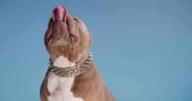 Aç Amerikan bulldog köpeği yukarı bakıyor, dil çıkarıyor ve stüdyoda mavi arka planda otururken burnunu yalıyor.