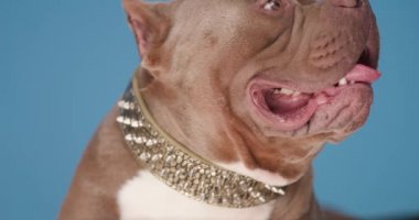 Yakası altın yakalı sevimli kahverengi Amerikan kabadayı köpek yavrusu, yandan bakan, soluk soluğa ve mavi arka planda dilini dışarı çıkaran
