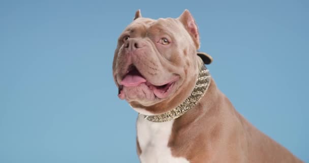 Güzel Amerikan Bulldog Altın Yakalı Yandan Bakan Soluk Soluğa Dilini — Stok video