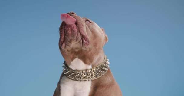 Beautiful Brown Bulldog Dog Wearing Golden Collar Neck Looking Licking — Stock Video