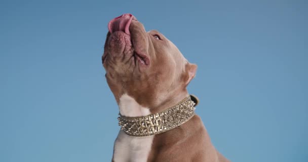 Cachorro Bravucón Americano Sediento Con Cuello Dorado Mirando Hacia Arriba — Vídeos de Stock