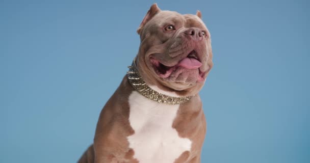 Schattige Amerikaanse Bulldog Puppy Met Gouden Kraag Steken Uit Tong — Stockvideo