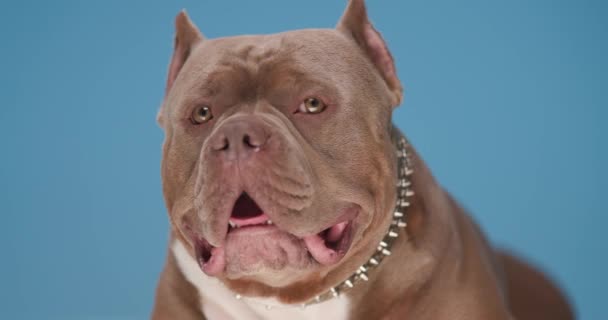 Güzel Amerikan Bulldog Altın Yakalı Dili Dışarı Çıkmış Nefes Nefese — Stok video