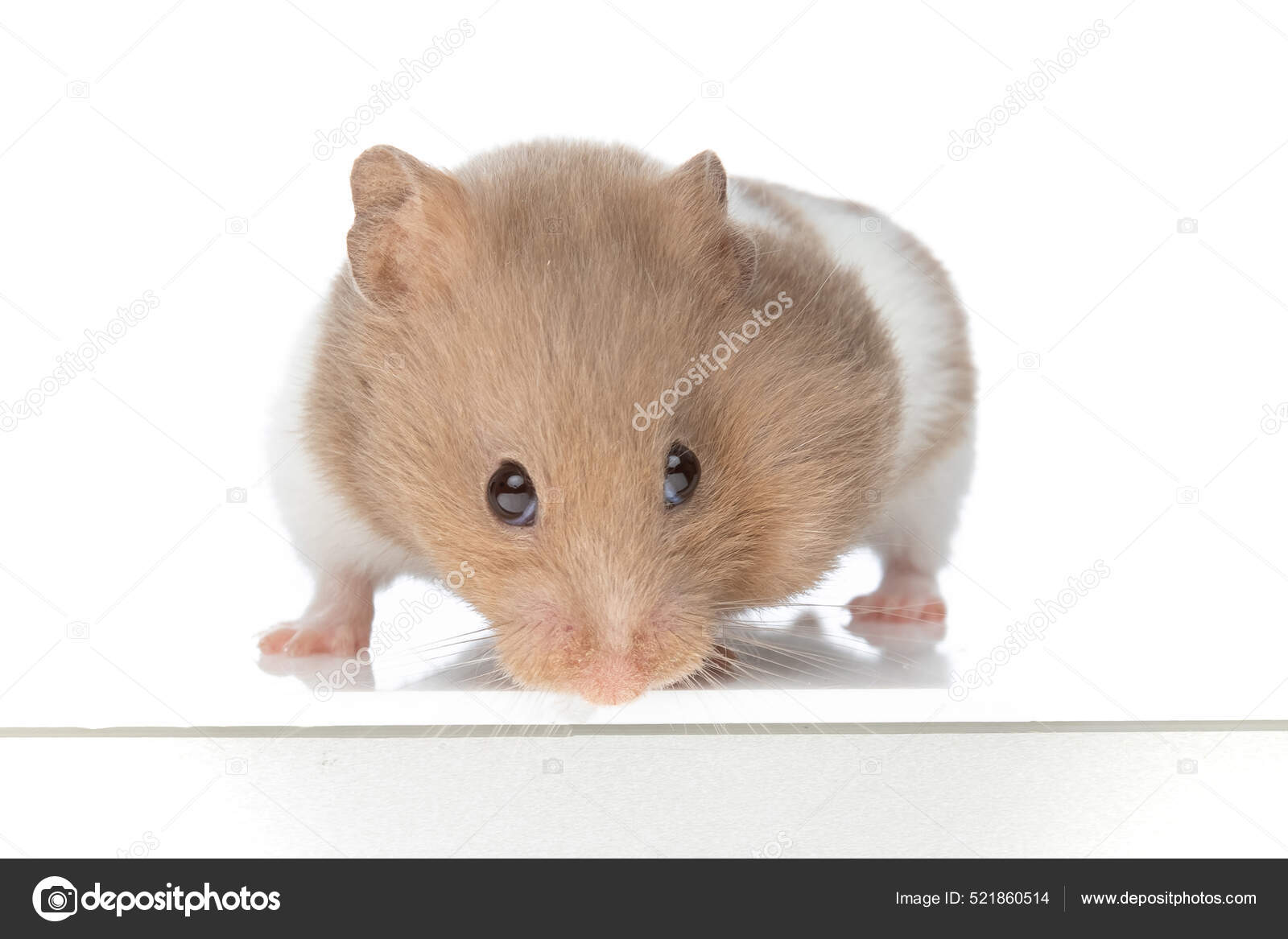 Small White Hamster On A White Background Stock Photo - Download