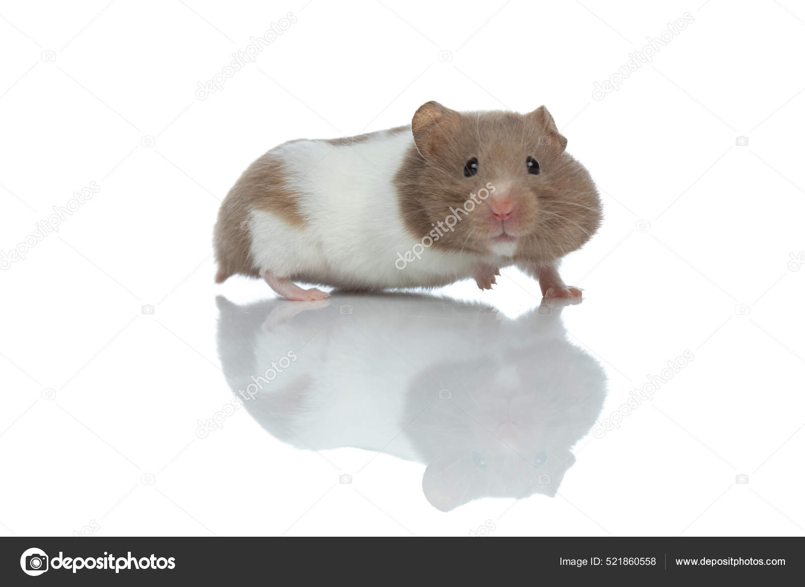 햄스터 - 오늘의AI위키, AI가 만드는 백과사전, image size:1600x1167