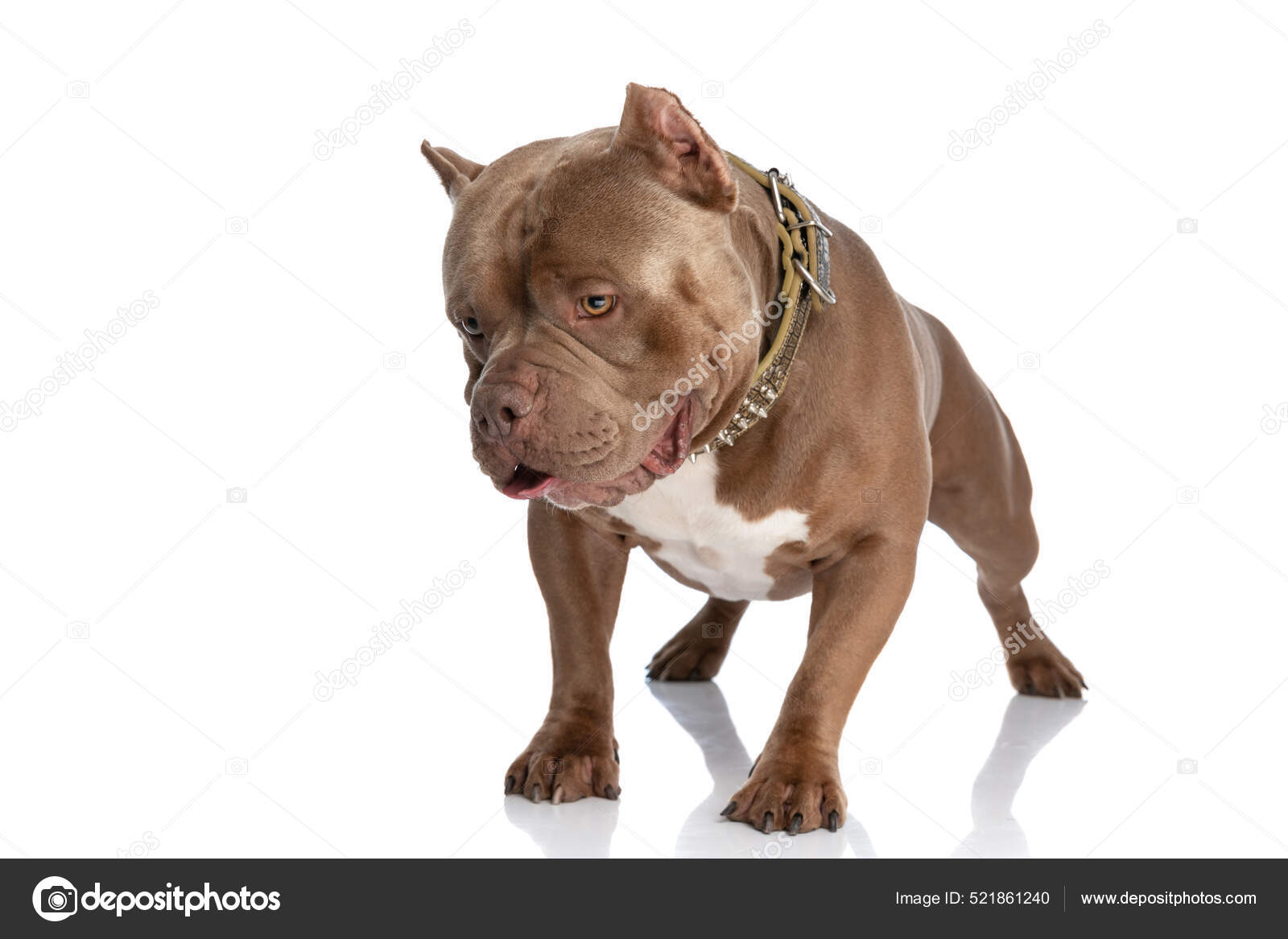 Precious American Bully Puppy Golden Collar Looking Standing