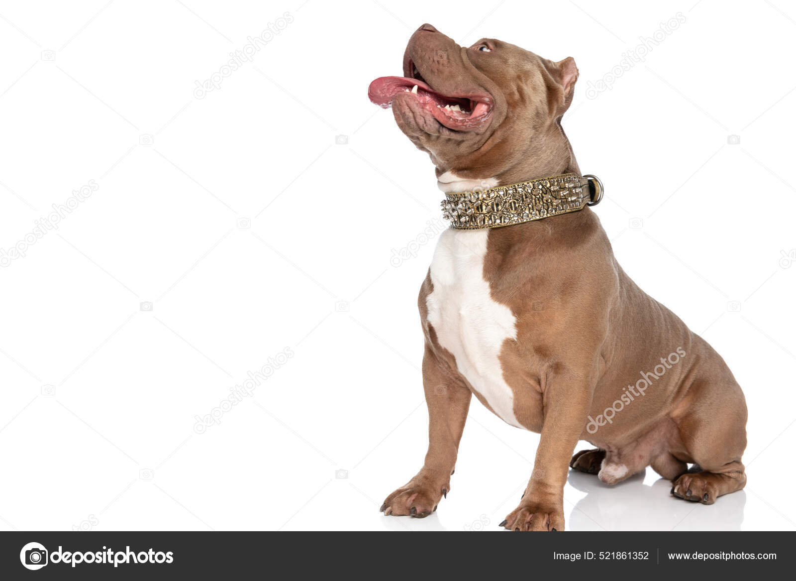 Side View Lovely American Bully Puppy Wearing Golden Collar