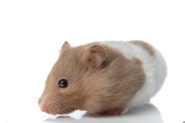 Suriyeli bir hamsterın kameraya bakıp beyaz stüdyonun arka planında durmasının yan görüntüsü.