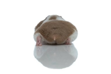 Suriyeli bir hamsterın beyaz arka planda kalçalarını kameraya gösteren arka görüntüsü