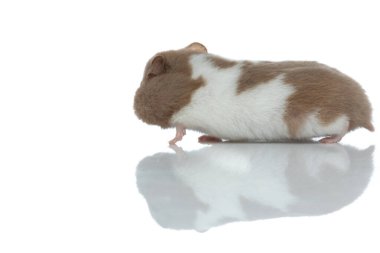 Güzel bir hamsterın beyaz arka planda utangaç ve yüzünü kameradan saklayan görüntüsü.